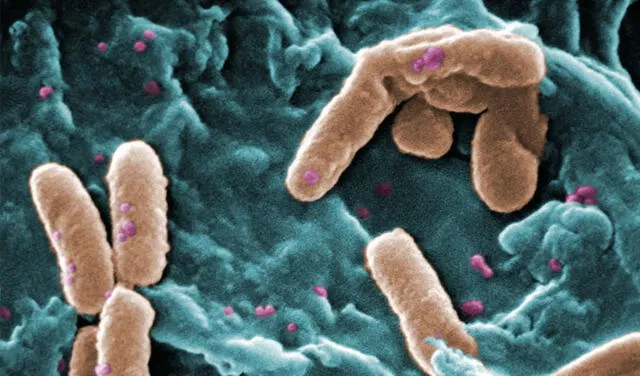 La pseudomona aeruginosa es una de las bacterias que acumula más resistencias contra los antibióticos. Foto: CDC