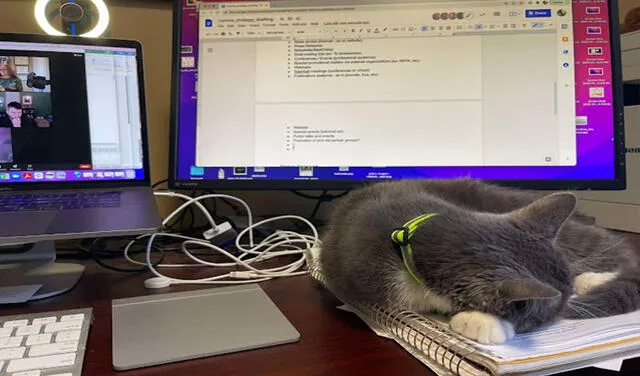 Facebook viral: mujer aplica un truco para que su gatita no la interrumpe durante las llamadas de trabajo