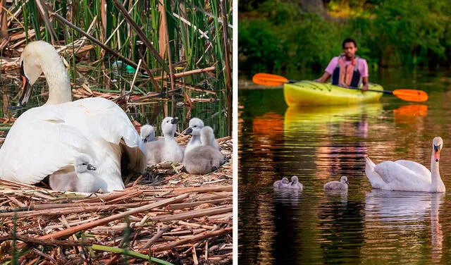 Facebook viral: cisne se encarga de cuidar a sus bebés después del fallecimiento de su ‘pareja’