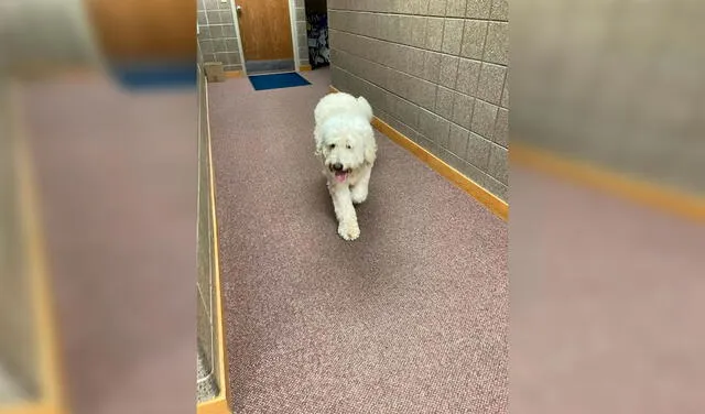 Facebook viral: perro perdido es trasladado a la comisaría por transeúnte y se convierte en un policía más
