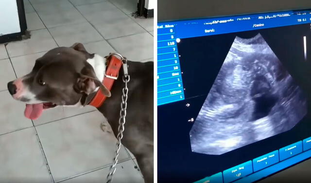 Facebook viral: perrita preñada acude al veterinario para que le hagan ultrasonido