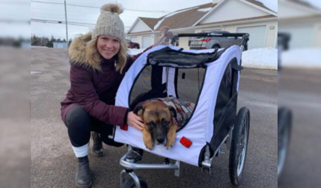 Facebook viral: adoptan a perrito con discapacidad y le obsequian una silla de ruedas