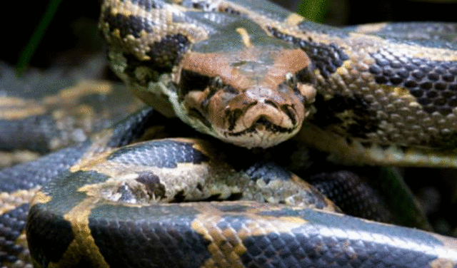 La serpiente, uno de los 12 animales del horóscopo chino. Foto: difusión