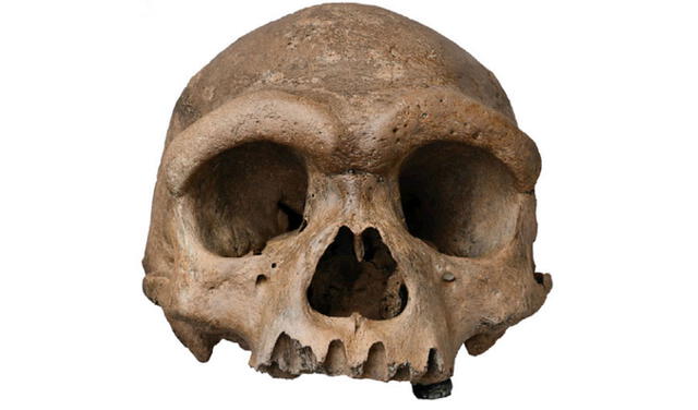 Cráneo de Harbin. Foto: Cell