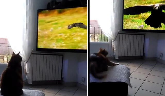 Al parecer, el televisor era de alta definición y esto fue lo que probablemente hizo que el gato creyera que el águila iba a salir de la pantalla. Foto: captura de TikTok.