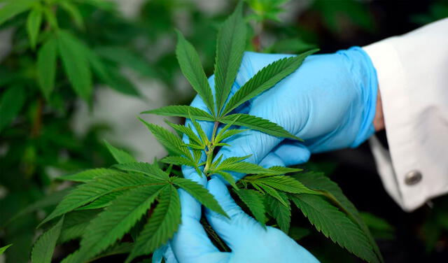 Histórico: ONU reconoce oficialmente las propiedades medicinales del cannabis