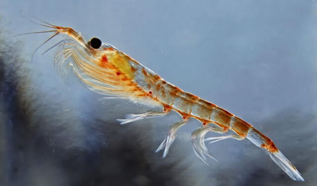 Krill alimento del pez remo