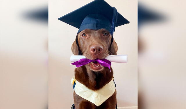 TikTok viral: familia incluye a su perro en las fotos de graduación de sus hijas
