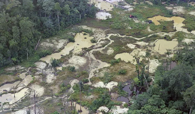 Amazonia pierde millones de toneladas de carbono debido a la deforestación