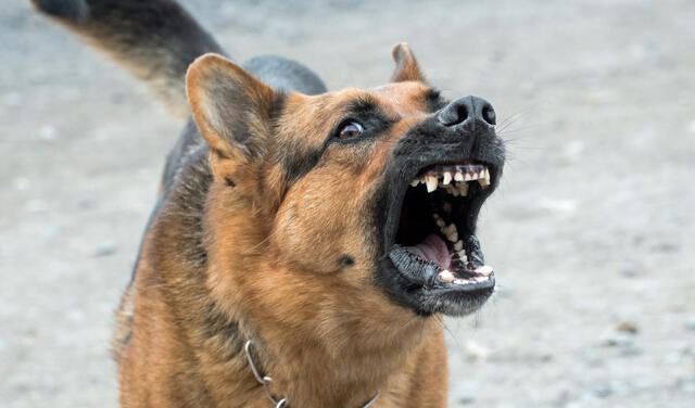 Los perros pueden ladrar a la "nada" ya sea porque perciben sonidos que los humanos no o porque padecen de problemas neurológicos. Foto: My Cedar Crest