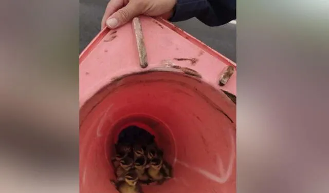 Facebook viral: Policías usan curioso truco para que una a familia de aves cruce la pista