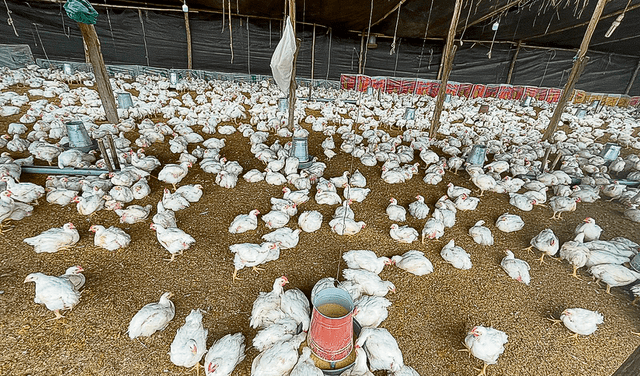 Vigilancia. Avícolas y granjas están tomando acciones para evitar que el virus se propague y tengan que sacrificar aves.
