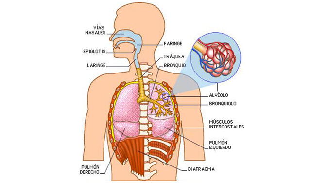 Alveolo. Foto: captura de web Baliaga 21.