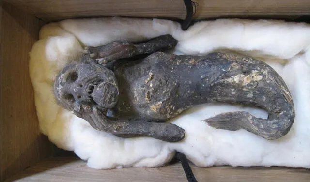 'Sirena momia' encontrada en el oceano pacífico frente a una isla japonesa. Foto: Kinoshita Hiroshi