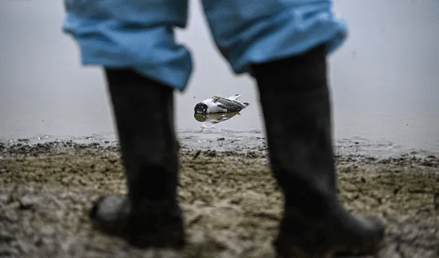 Un trabajador se para frente a un ave marina que se sospecha que murió a causa de la influenza aviar H5N1 en una playa de Lima