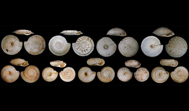 Conchas de caracoles terrestres de Rurutu (Islas Australes, Polinesia Francesa) extintas antes de que fueran recolectadas y descritas científicamente. Foto: O. Gargominy, A. Sartori.