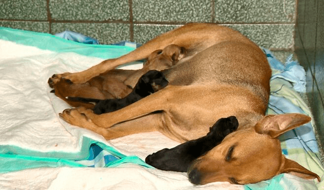 Perrita sin hogar va a veterinaria para dar a luz y el ‘padre’ de sus crías espera afuera
