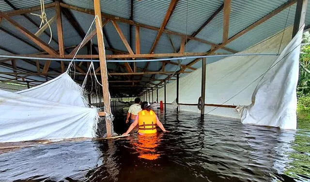 Miles de personas resultaron damnificadas tras lluvias y desborde de ríos en Madre de Dios. Foto: Agricultura Madre de Dios