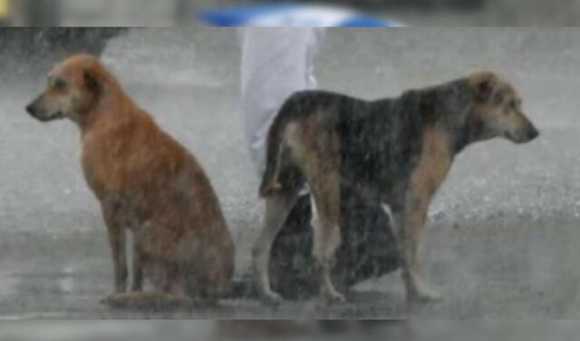 Los canes se refugiaron con el oficial y pudieron escapar de la lluvia por unos instantes. Foto: captura de Facebook