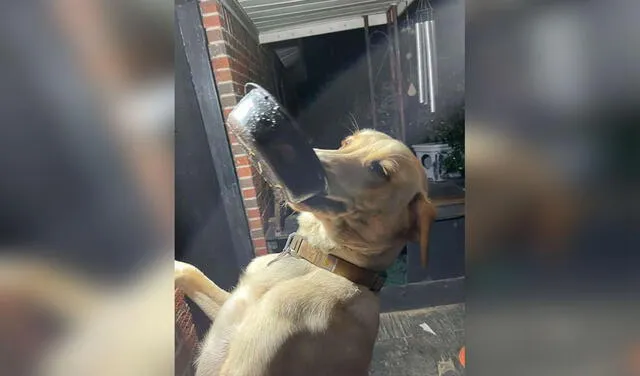 Facebook viral: mujer recibe regalo de bienvenida de su perrito cada vez que regresa a casa