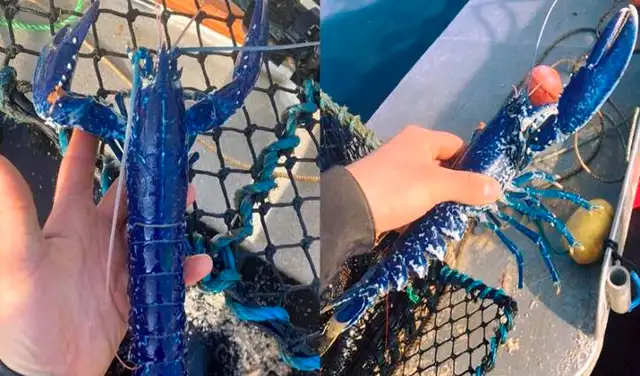 Imágenes de una extraña langosta de color azul se vuelve viral en redes