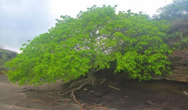 Árbol manchineel (Hippomane mancinella). Foto: hablemosdeflores.com