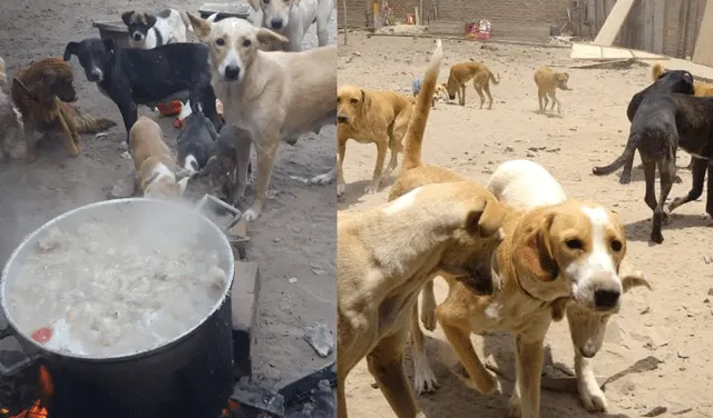 Vanesa y su esposo preparan el alimento de los 67 perros. Foto: Cuatro Patas / Instagram