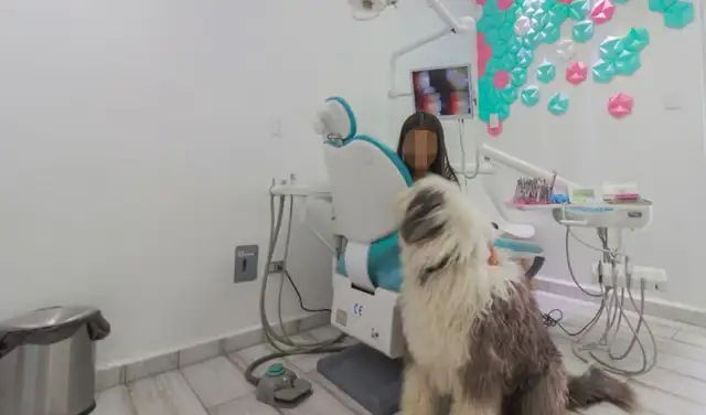 Facebook viral: dentista lleva su perro a su consultorio para que acompañe a los pacientes
