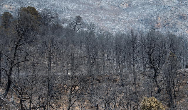 México, incendios forestales 2021. Foto: EFE