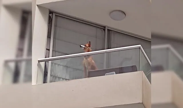 El can fue encerrado en el balcón de un departamento. Foto: Twitter Cizem