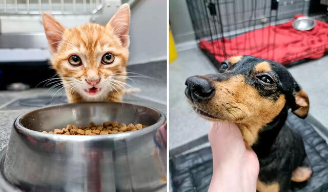 Facebook viral: gatita consuela a una perrita que estaba asustado al quedarse a dormir en el veterinario