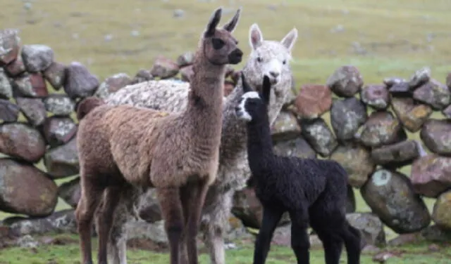 ¿En qué se diferencia la llama de la alpaca, vicuña y guanaco?