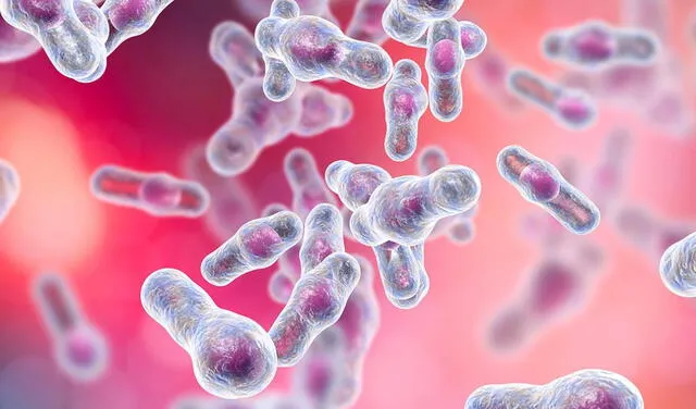 La toxina butolínica es producida por la bacteria C. botulinum, que suele aparecer en comida enlatadas o alimentos en pésimo estado de conservación. Foto: Oregon State University.