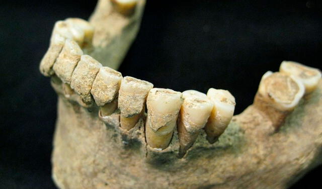 Los dientes pueden resistir por cientos de años, como se evidencia en los de esta monja del siglo X. Foto: Christina Warinner