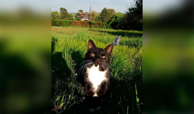 Facebook viral: coloca collar con GPS a su gatita y descubre que visita 5 casas en un día