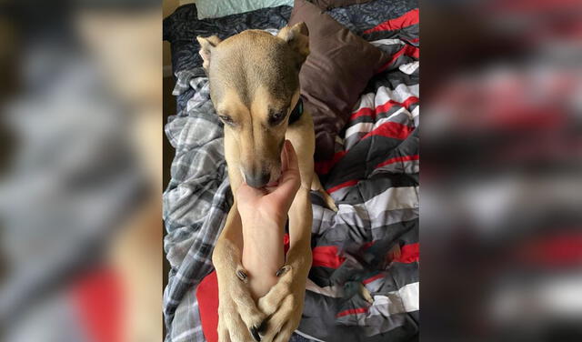 Facebook viral: joven se hace un tatuaje especial para recordar a su perro y conmueve a miles en Facebook