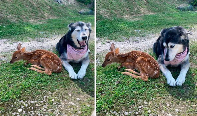 Facebook viral: halla a una cierva bebé en su casa y su perrita se encarga de cuidarla como si fuera suya