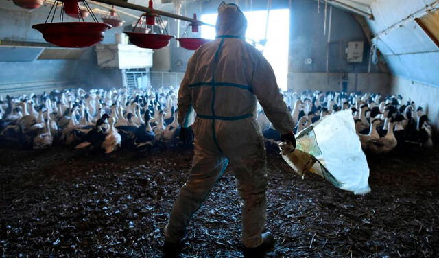 La influenza A (H5N1) ha llegado a las granjas avícolas de EE. UU. Foto: referencial / AFP