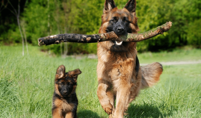 Los perros grandes suelen tener una esperanza de vida de entre 8 y 10 años