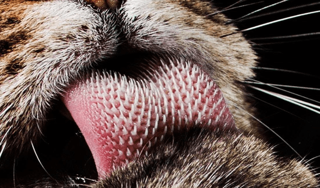 Los gatos tienen papilas filiformes en su lengua, las cuales le otorgan una textura áspera