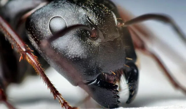 La mandíbula de una hormiga tiene forma de una pinza. Foto: eldiario.es