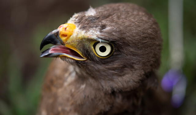 El ave se encontraba en cautiverio por un hombre que le cercenó las alas. Foto: AFP