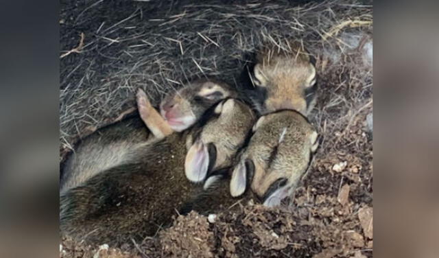 La familia de conejos cautivó a miles en las redes sociales. Foto: The Dodo