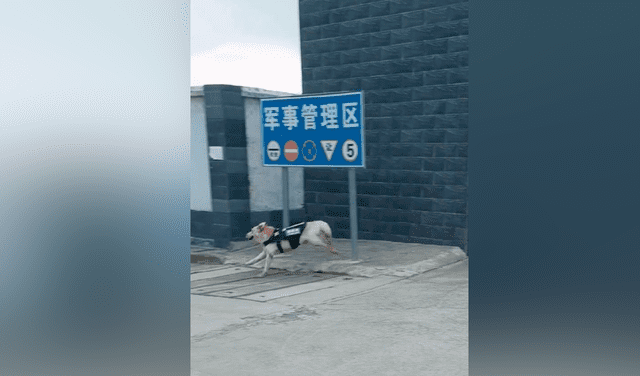 Perrito policía corre para ‘despedirse’ de su entrenador que pasó al retiro
