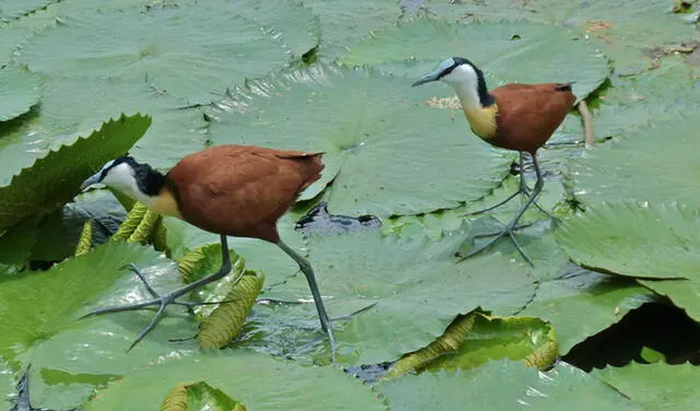 La jacana africana hembra, a la izquierda, es más grande que el macho. Foto: Bernard Dupont/ flickr