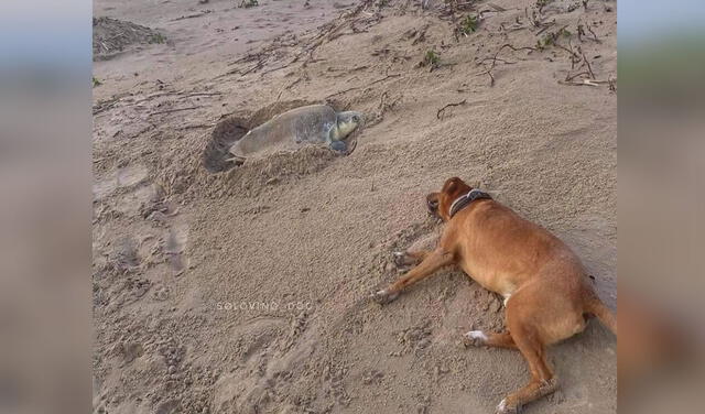 Facebook viral: perrito acompaña y protege a las tortugas mientras depositan sus huevos en una playa
