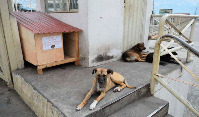 Los perros comunitarios reciben diversos cuidados básicos. Foto: La Hora Ecuador.