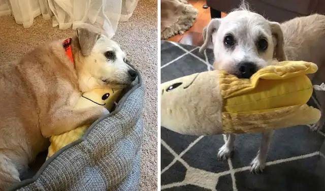Facebook viral: perrita de 20 años disfruta dormir ‘abrazada’ de su peluche y evita que estén separados