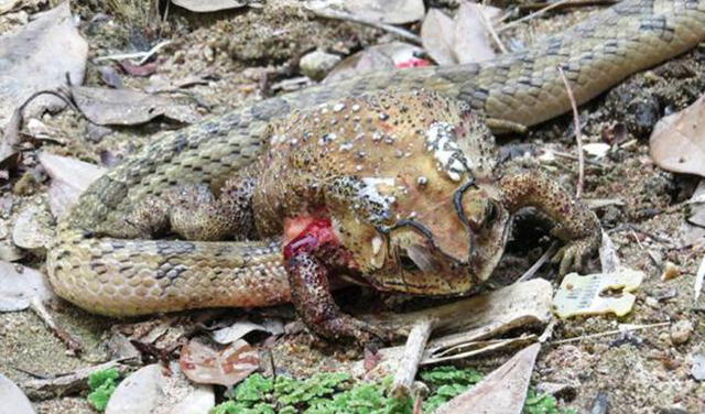El herpetólogo danés Henrik Bringsøese halló en Tailandia a esta especie de serpiente | Foto: Winai Suthanthangjai