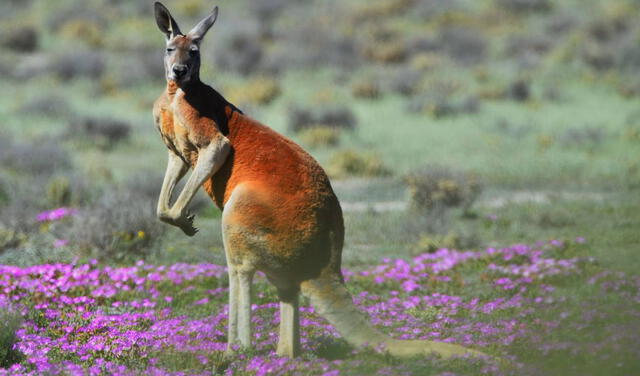 Canguro rojo. Foto: National Geographic